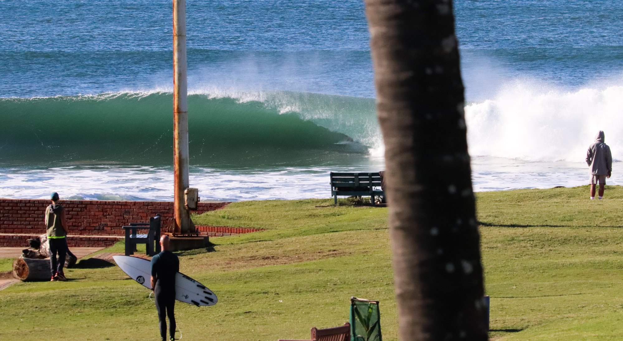 A surfer carrying his board across a park lawn while a barrel breaks beyond the beachfront.