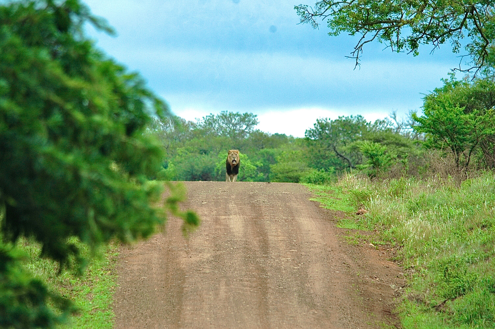 A male lion on a game drive road in the Sekane River Valley, Manyoni Private Game Reserve, KwaZulu-Natal.